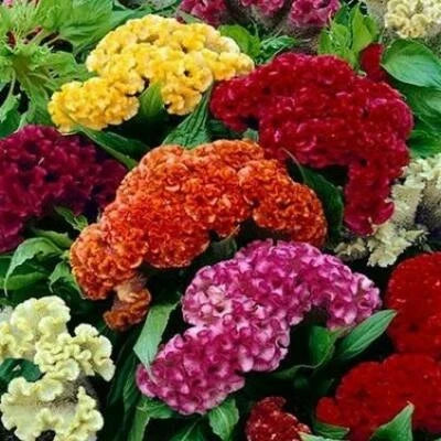 celosia cristata flower seeds