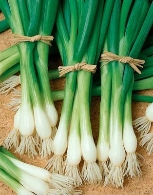 White Heirloom Tokyo Long Bunching Onion Scallion Planting Non Gmo Organic Non Gmo Flower Seeds