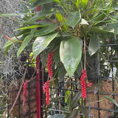 Anthurium ‘Red Pearl’ Plant Seeds - Heirloom and Non-GMO garden seeds for planting