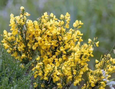 cytisus gypsy flower seeds
