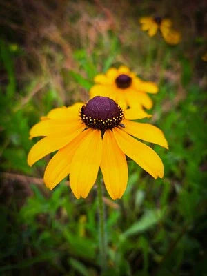 black rudbeckia flower seeds