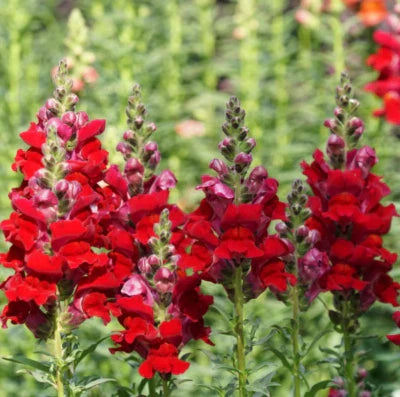 Red Snapdragon Defiance Cut Flowers Attracts Hummingbirds Usa Non Gmo Heirloom Easy To Grow Annual