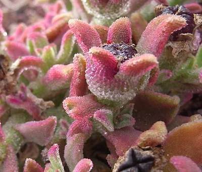 Iceplant Mesembryanthemum Crystallinum Seeds for Planting