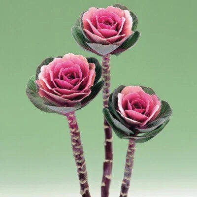 pink flowering flower seeds