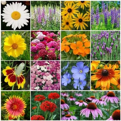 all perennial flower seeds