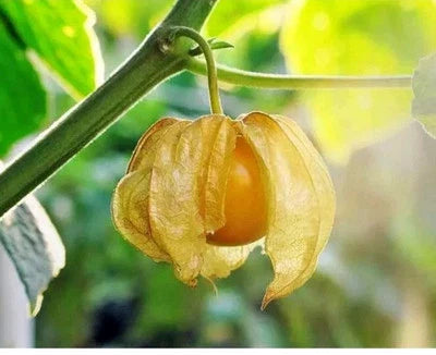 ground cherry flower seeds