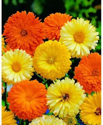 Calendula Pacific Beauty Planting Mix Pot Marigold Variety Sizes Heirloom Non Gmo Easy To Grow