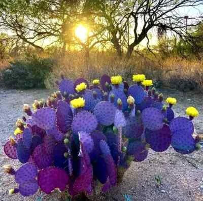 Purple Cactus Planting Opuntia Santa Rita Prickly Pear Fruit Rare Fast Hardy Heirloom Non Gmo