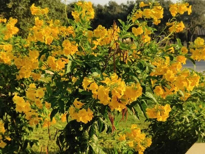 yellow elder flower seeds