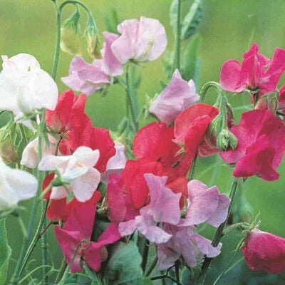 Royal Family Sweet Pea Planting Ruffled Flower Blooms Floral Scent Heirloom Non Gmo Fragrant