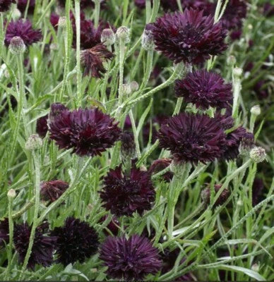 Black Purple Cornflower Bachelor Button Ball Cut Flowers Usa Non Gmo Heirloom Flower Seeds Home