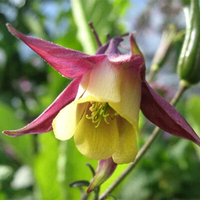 oriental columbine flower seeds