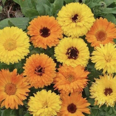 calendula for flower seeds