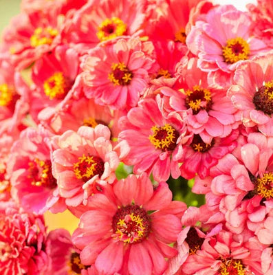 Zinnia Elegans Salmon Queen Calinia Giants Blooms Pollinators Heirloom Non Gmo Easy To Grow