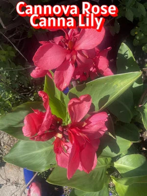 canna lily flower seeds