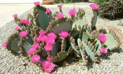 opuntia basilaris flower seeds