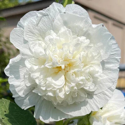 white white flower seeds