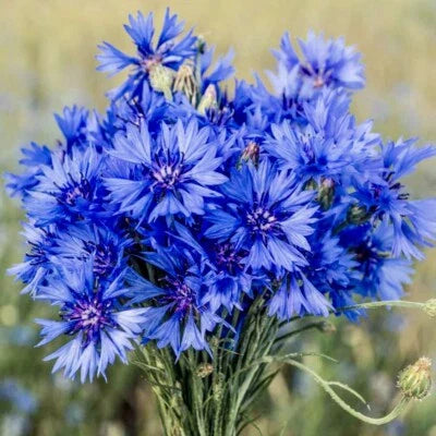 Cornflower Planting Centaurea Cyanus Wildflower Usa Seller Heirloom Non Gmo Flower Seeds