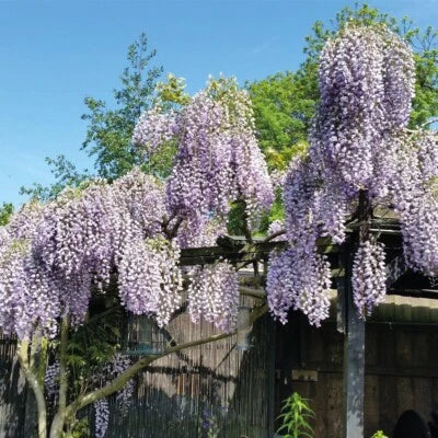 purple wisteria flower seeds