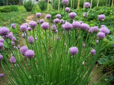 heirloom organic flower seeds