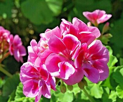 Pink Univalve Geranium Blomsterfrø til udplantning - 100 stk