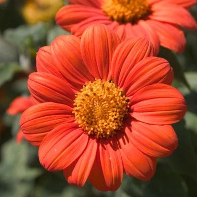 orange mexican flower seeds