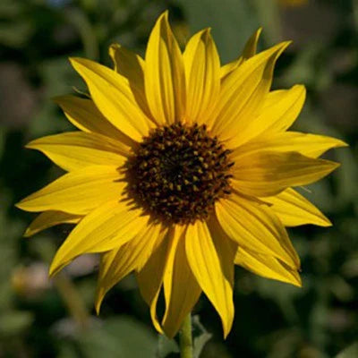 Golden Sunflowers Seedsnewly Harvested The Classic Sunflower Heirloom Non Gmo Flower Seeds Home