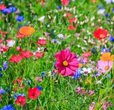 butterfly bird flower seeds