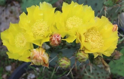 yellow prickly flower seeds