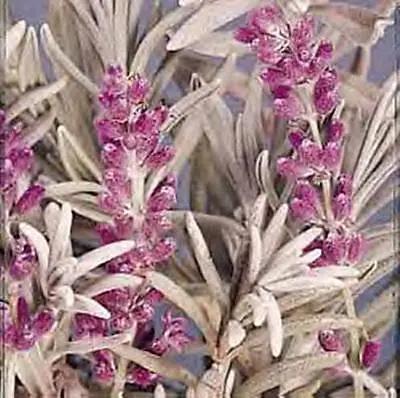 lavender heirloom flower seeds