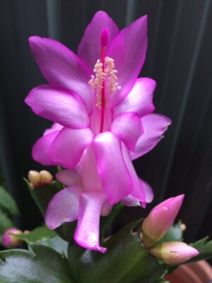 violet zygocactus flower seeds