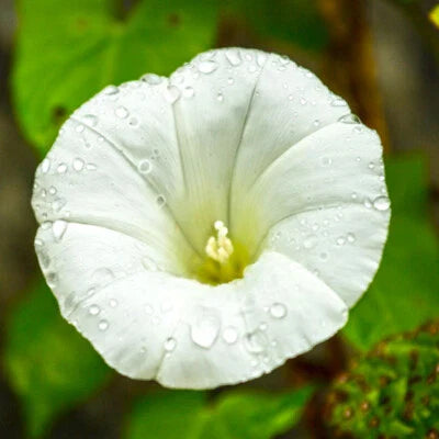 white pearly flower seeds