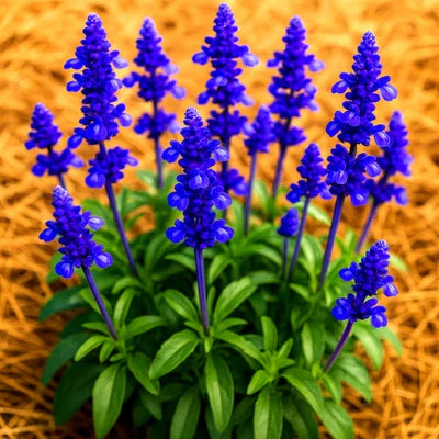 Blue Sage Mosquito Repellent Herb Perennial Heirloom Non Gmo Drought Tolerant Perennial Flower