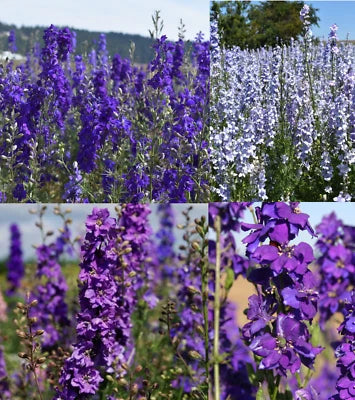 Rocket Larkspur Delphinium Night Sky Mix Blues Pollinators Non Gmo Heirloom Flower Seeds Home