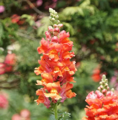 orange snapdragon flower seeds