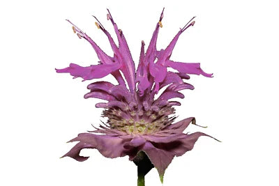bergamot wild flower seeds
