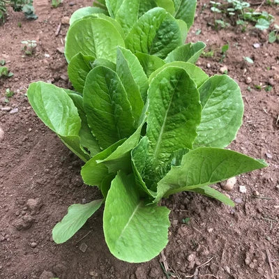 Paris Island Cos Lettuce Planting Wild Pigment Co Heirloom Non Gmo Flower Seeds Home Garden