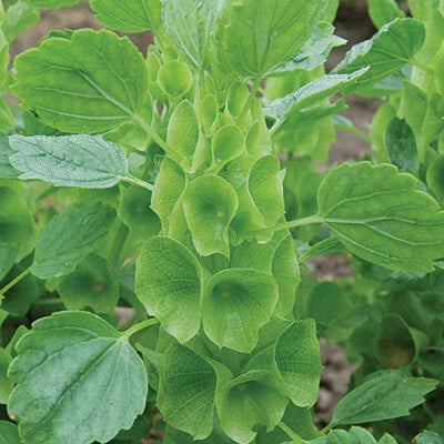 bells of flower seeds