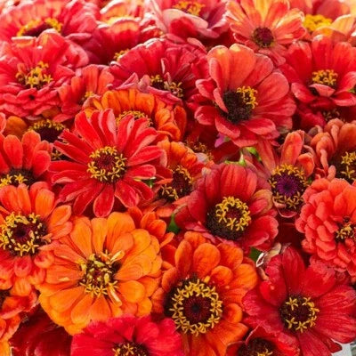 orange zinnia flower seeds