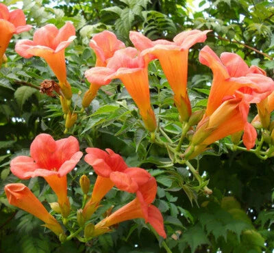 flower vine flower seeds