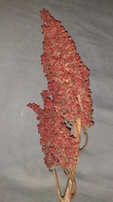 staghorn sumac flower seeds