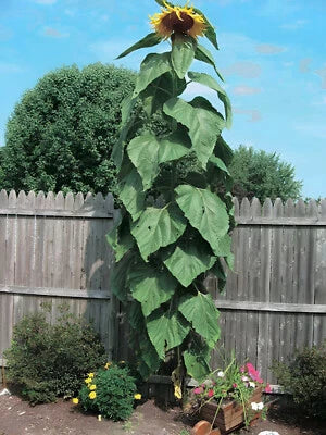 heirloom mammoth flower seeds