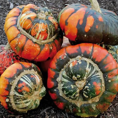 Turks Turban Pumpkin Gourd Planting Rare Heirloom Non Gmo Flower Seeds Home Garden
