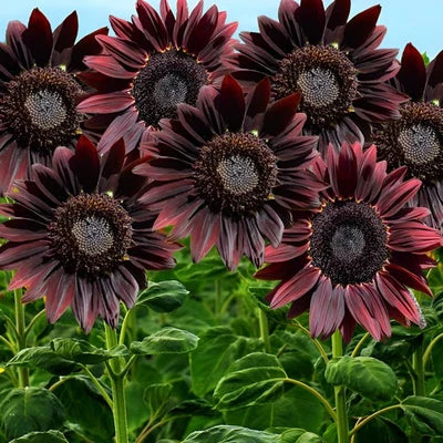 red chocolate flower seeds
