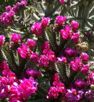 purple opuntia flower seeds