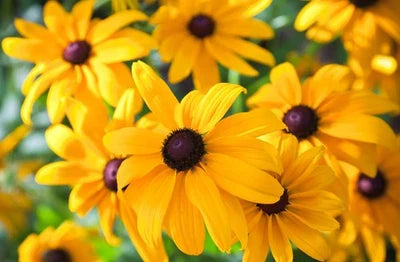black eyed flower seeds
