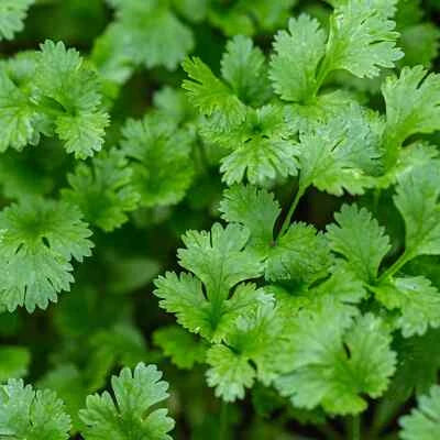 cilantro for flower seeds