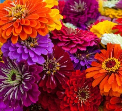 Calinia Giant Zinnia Flower Planting Non Gmo Fresh Annual Flower Planting Heirloom Easy