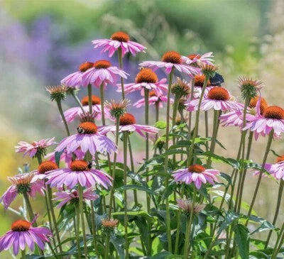 Purple Coneflower Echinacea Perennial Pollinator Flowers Non Gmo Heirloom Perennial Pollinator