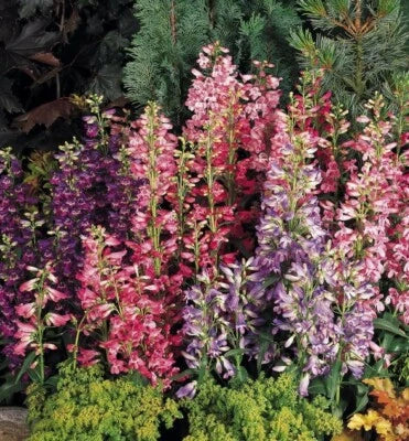 rondo penstemon flower seeds
